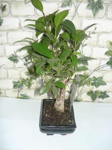 bonsai benjamina-45ron