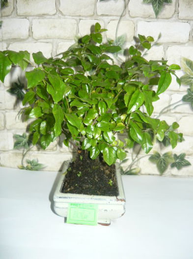 bonsai 45ron - bonsai de vanzare promotie de vara
