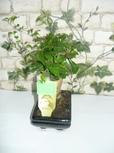 vandut - bonsai de vanzare promotie de vara
