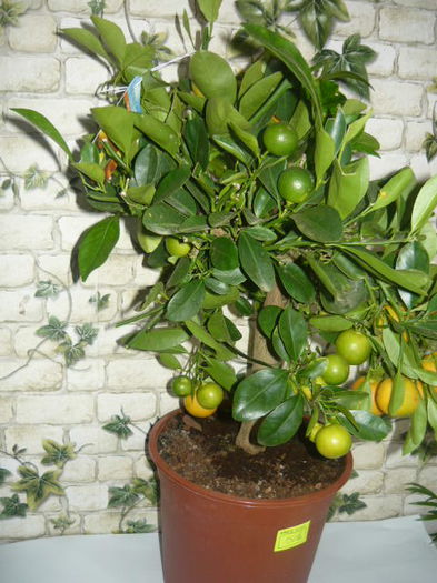 clementini plini de rod de vanzare-150ron