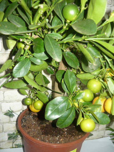 clementin pret -150ron