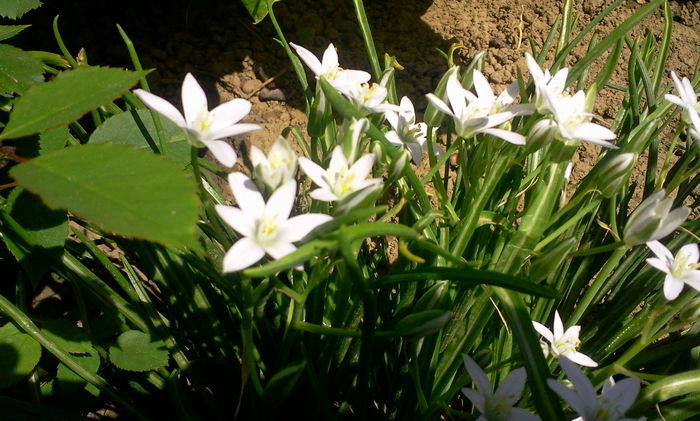Fotografie0496 - Alte flori