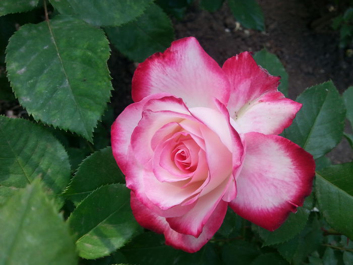 20150519_175124[1] - jubile du prince de monaco