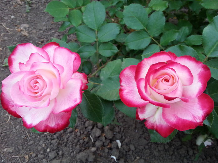 20150520_200903[1] - jubile du prince de monaco