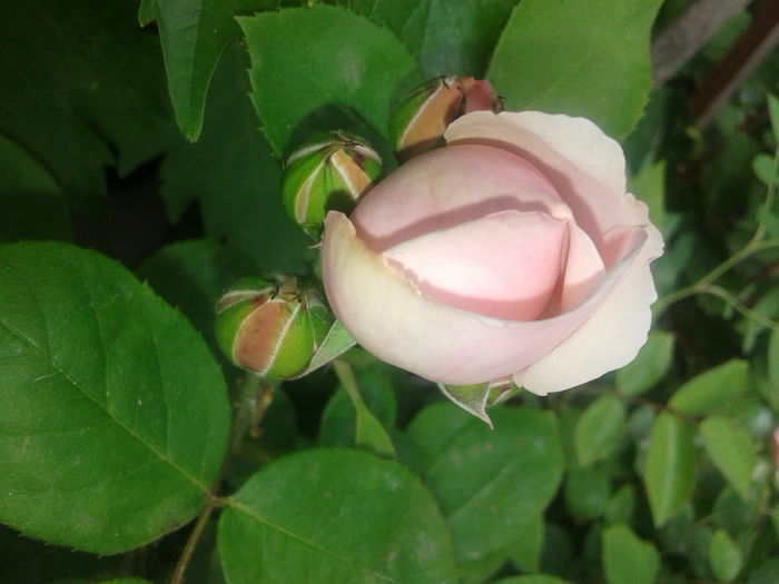 20150521_121020 - English rose-St Swithun