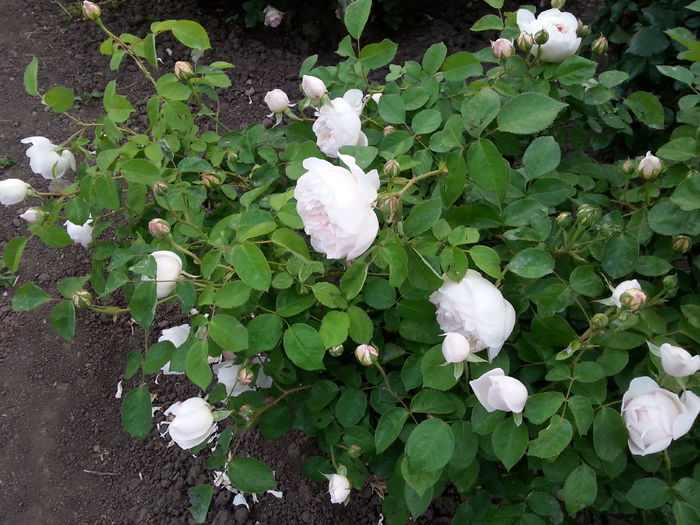 ha...am facut carare in jurul lui de atata pozat