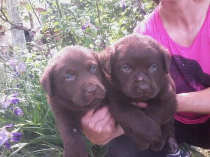Labrador Retriever ciocolatiu; puiuti de Zara la 4 saptamani 2 baieti
