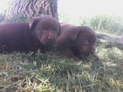 Labrador Retriver ciocolatiu; puiuti de Zara la 4 saptamani 2 fetite
