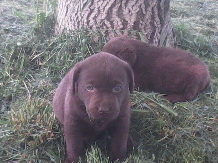 Labrador Retriever - Labrador Retriever