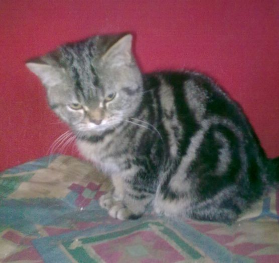 British Shorthair Sonia