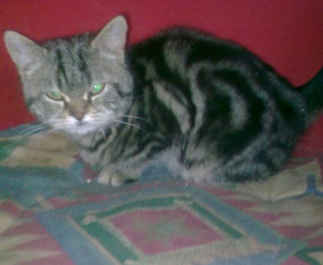 british Shorthair Sonia