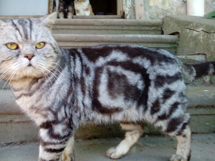 British Shorthair Archi