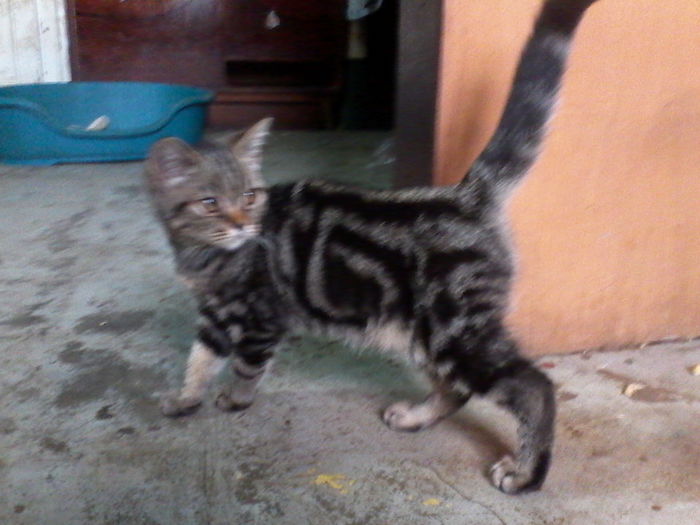 British Shorthair Tony