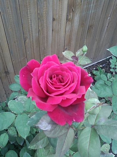 SP_A0006 - Trandafiri