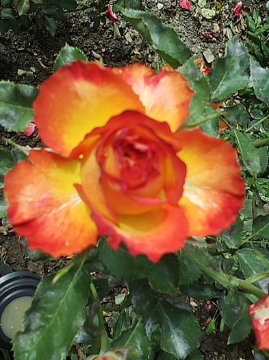 SP_A0028 - Trandafiri