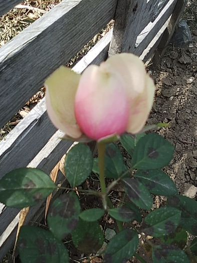 SP_A0042 - Trandafiri