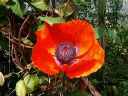 Fotografie4684 - alte flori 2