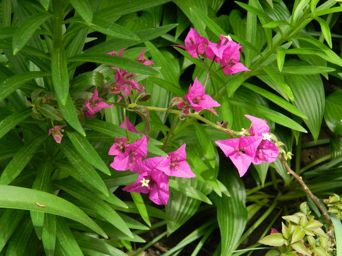 DSCN7178 - 2015_MAI_3