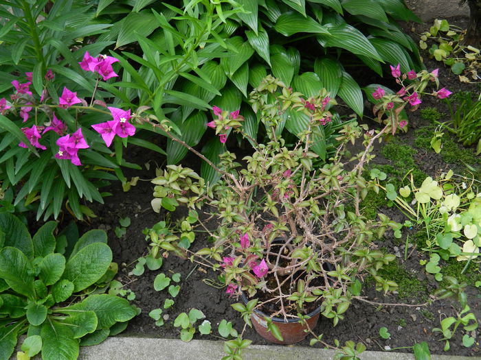 DSCN7180 - 2015_MAI_3