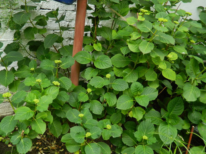 DSCN7181 - 2015_MAI_3