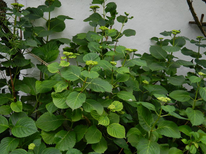 DSCN7182 - 2015_MAI_3