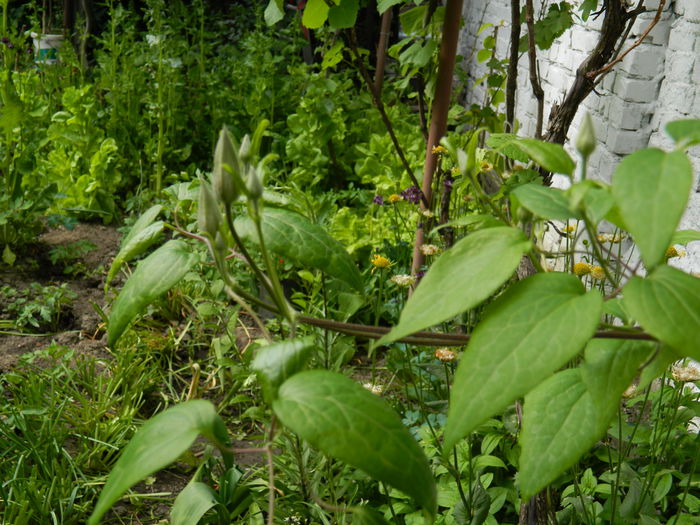 DSCN7183 - 2015_MAI_3