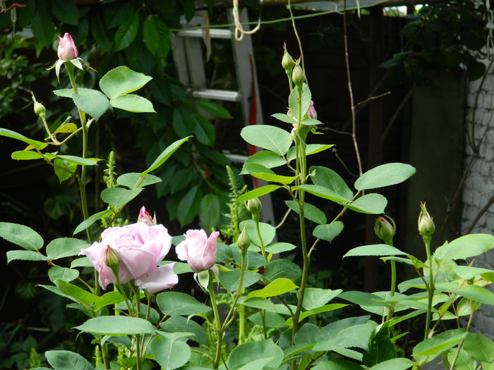 DSCN7188 - 2015_MAI_3