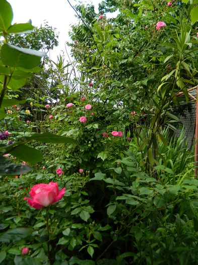 DSCN7189 - 2015_MAI_3