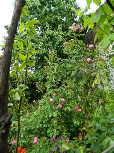 DSCN7190 - 2015_MAI_3