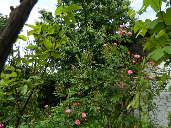 DSCN7191 - 2015_MAI_3