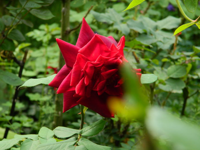 DSCN7193 - 2015_MAI_3