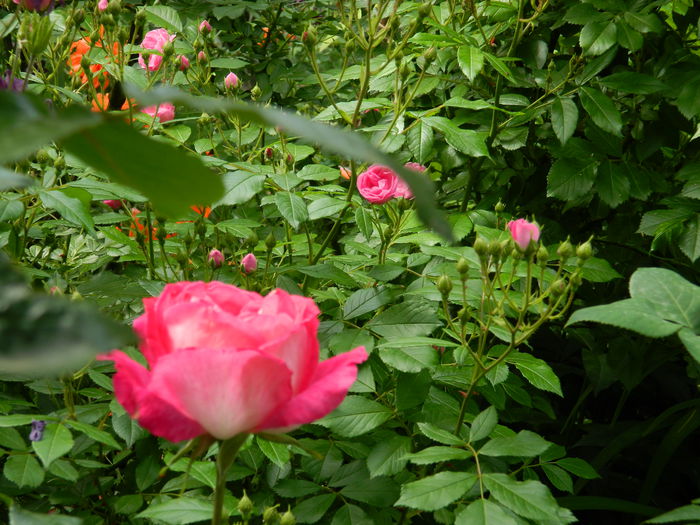 DSCN7195 - 2015_MAI_3