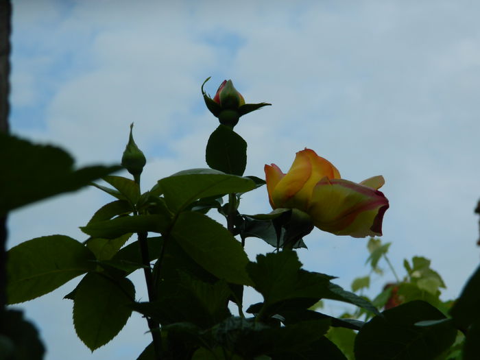 DSCN7204 - 2015_MAI_3