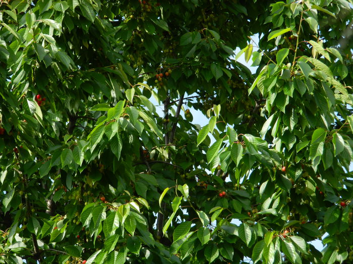 DSCN7225 - 2015_MAI_3