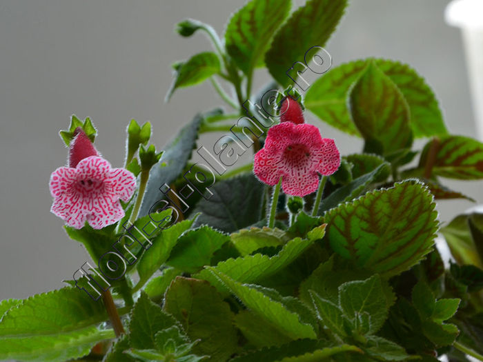 Kohleria Luci s Puzzle comp Luci s Bubbles - KOHLERIA IV - Hibrizii mei - My hybrids