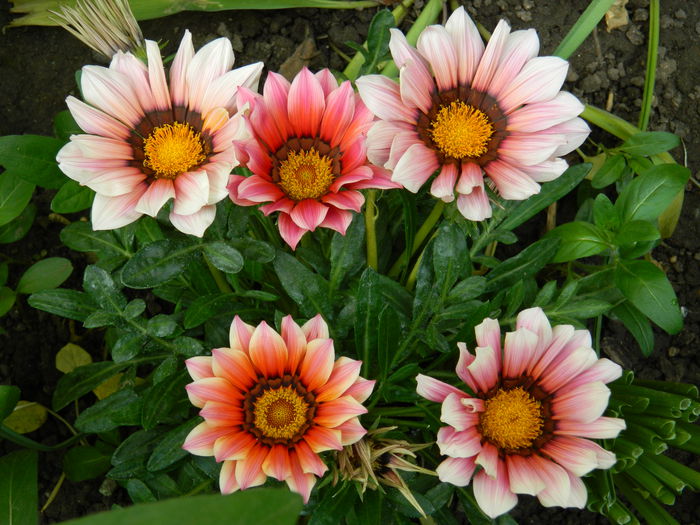 DSCN7239 - 2015_MAI_3