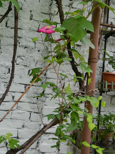 DSCN7278 - 2015_MAI_3