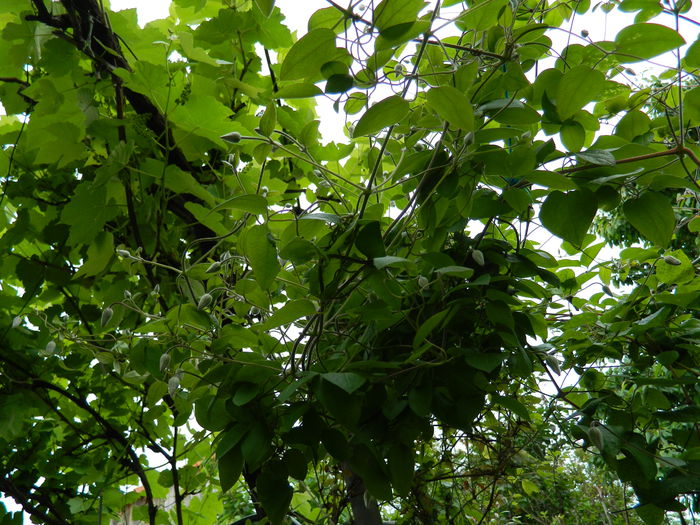 DSCN7279 - 2015_MAI_3