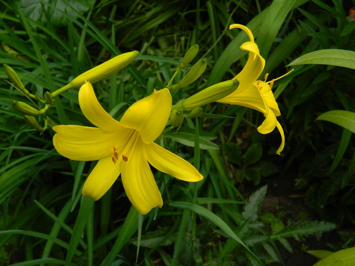 DSCN7284 - 2015_MAI_3