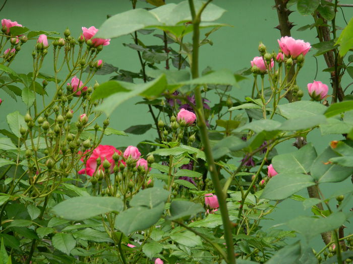 DSCN7287 - 2015_MAI_3