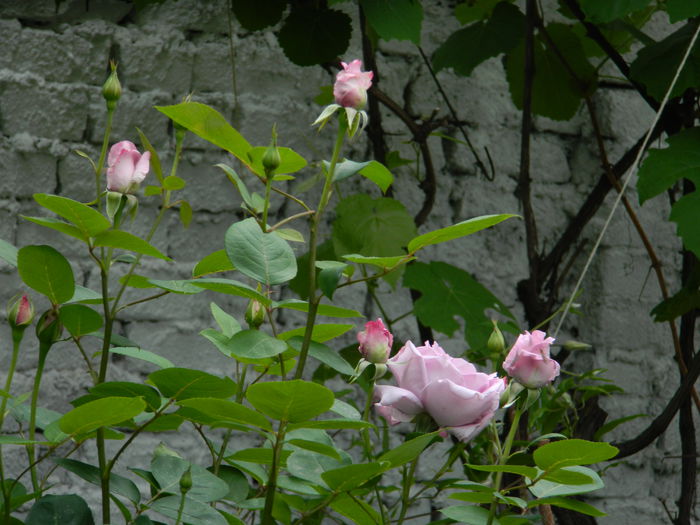 DSCN7288 - 2015_MAI_3