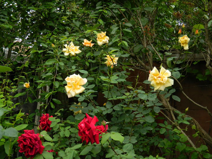 DSCN7290 - 2015_MAI_3