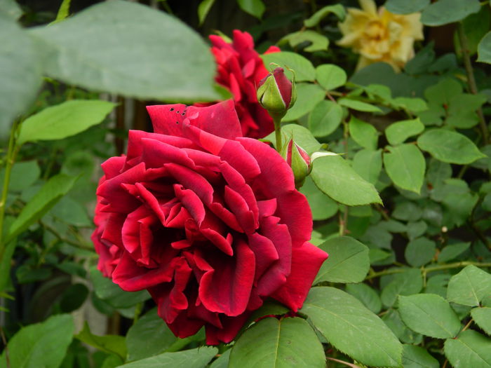 DSCN7294 - 2015_MAI_3