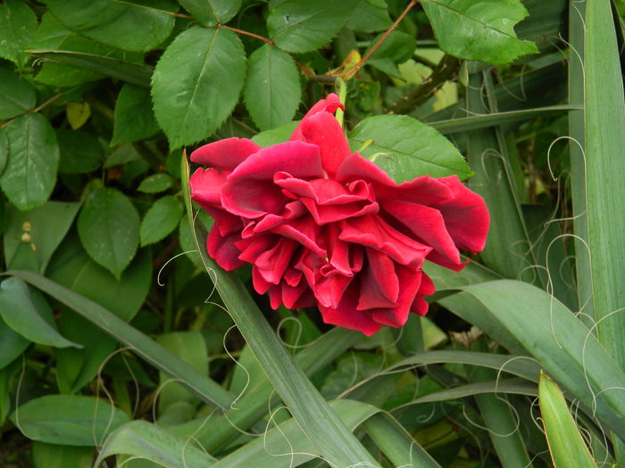 DSCN7295 - 2015_MAI_3