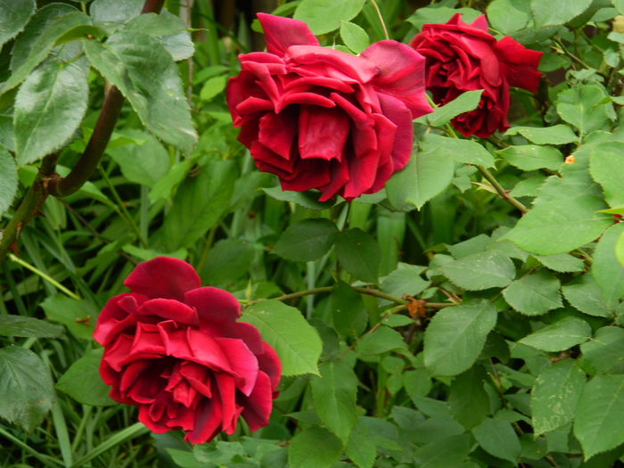 DSCN7296 - 2015_MAI_3