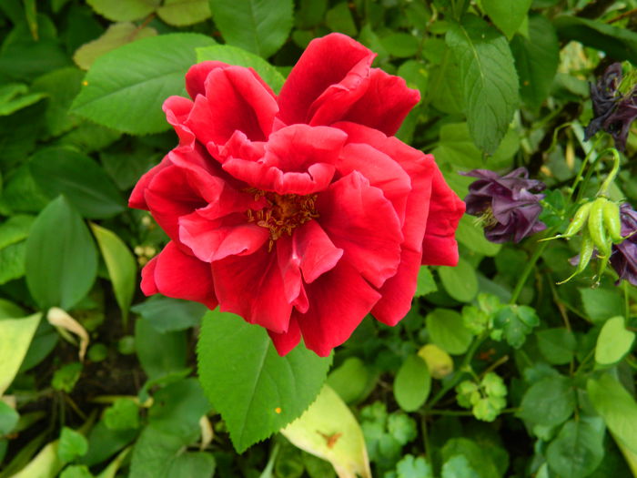 DSCN7299 - 2015_MAI_3