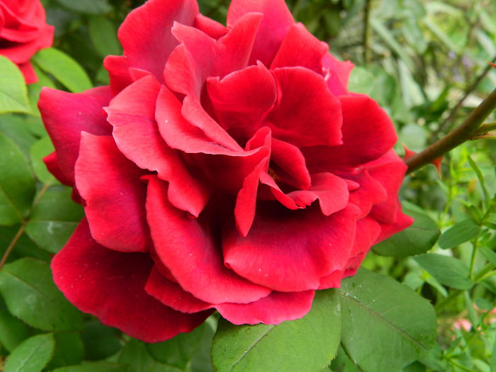 DSCN7301 - 2015_MAI_3