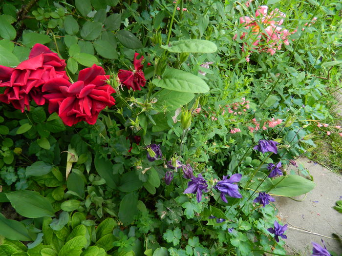 DSCN7311 - 2015_MAI_3