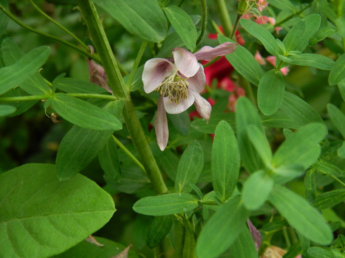 DSCN7312 - 2015_MAI_3