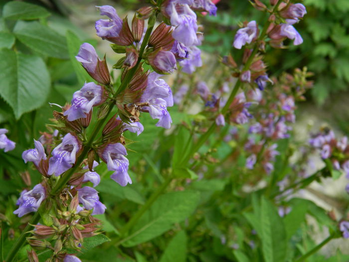 DSCN7313 - 2015_MAI_3